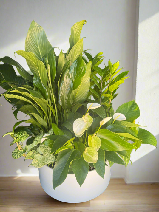 Ceramic Dish Garden